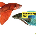 Meet The Betta: Your Guide To The Magnificent Siamese Fighting Fish